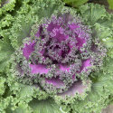 Kapusta ozdobna F1 ''''Nagoya Rose''''