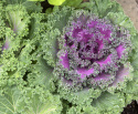 Kapusta ozdobna F1 ''''Nagoya Rose''''