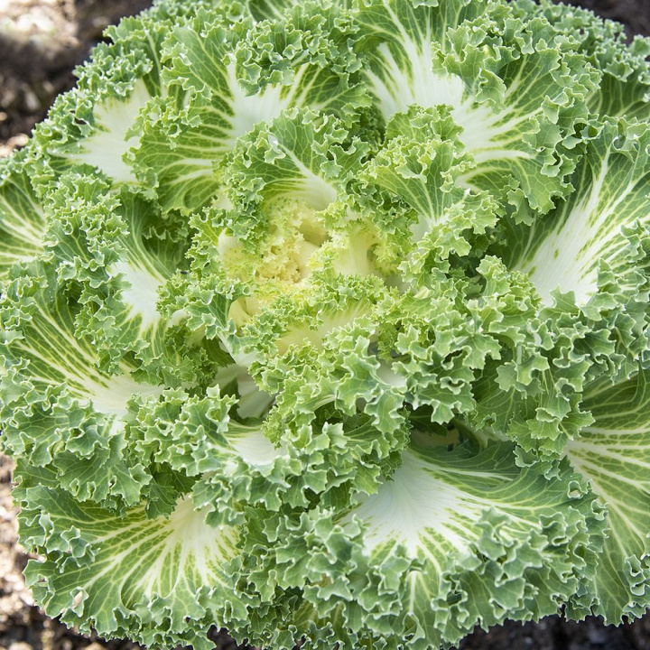 Kwiat ozdobny F1 ''''Nagoya White''''