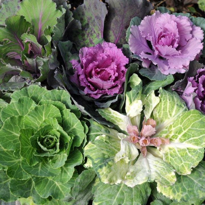 Ozdobna kapusta o okrągłych liściach z bukietami liści w kolorach czerwonym, różowym, żółtym, zielonym i białym