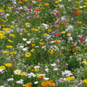 Letnie kwiaty XL Mieszanka Niska