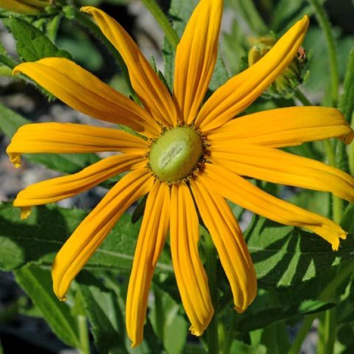 Słoneczniczek letni 'Prairie Green Eyes', duże, żółte kwiaty z zielonym środkiem w kształcie kopuły.