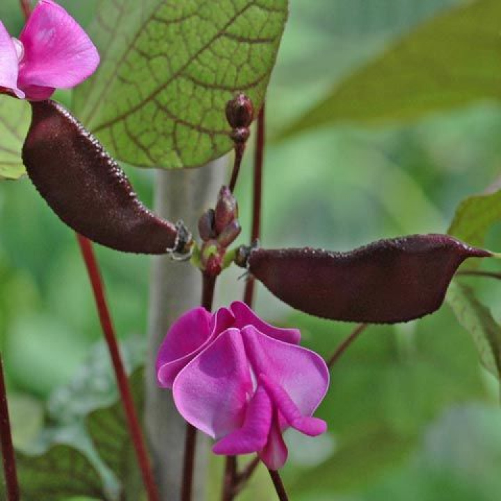 Czerwona Fasola Hełmowa 'Ruby Moon', szybko rosnąca roślina pnąca z czerwono unerwionymi liśćmi.