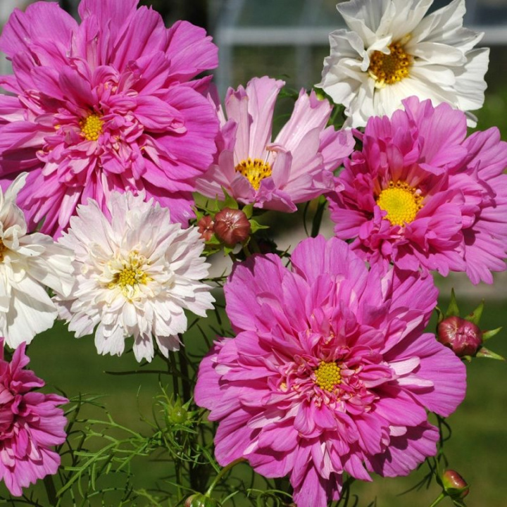 Rosenskära Double Click duże, półpełne do pełnych kwiatów w różnych odcieniach