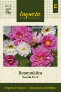 Rosenskära Double Click duże, półpełne do pełnych kwiatów w różnych odcieniach