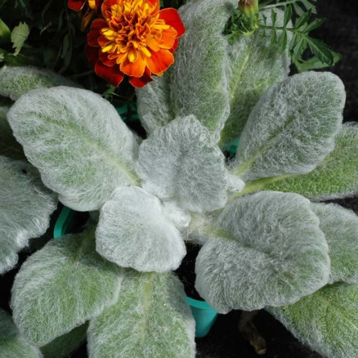 Silversalvia 'White Birds' Tworzy duże rozety srebrzystozielonych, filcowo owłosionych liści