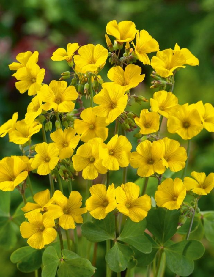 Chilijska złocień Oxalis, dekoracyjne, jasnozielone rozety liściowe z jasnożółtymi kwiatami