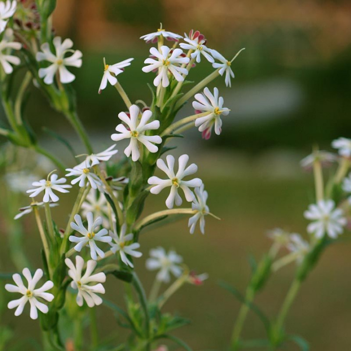 Nocne kwiaty 'Midnight Candy' białe małe kwiaty z purpurowo-czarną spodem