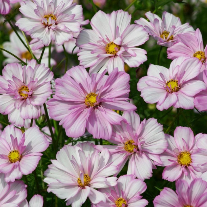 Rosenskära Cosimo Collarette, półpełne, białe z jasnoróżową obwódką na płatkach