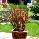 Ozdobny trzcinnik 'Black Madras', jednoroczna trawa. Zielone liście przechodzą w purpurowe.