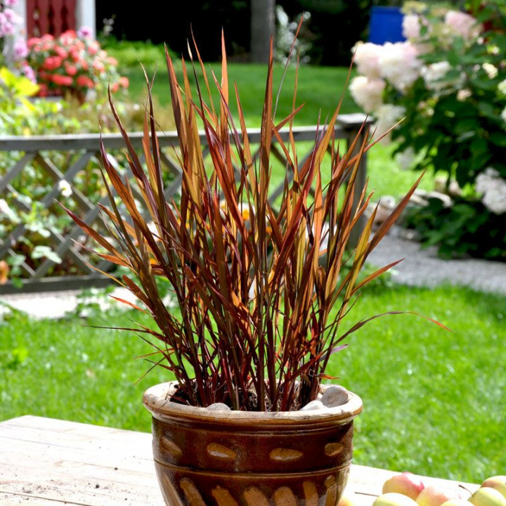 Ozdobny trzcinnik 'Black Madras', jednoroczna trawa. Zielone liście przechodzą w purpurowe.