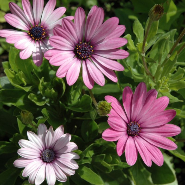 Stjärnöga 'Ballade', Duże, błyszczące kwiaty w odcieniach różu, fioletu i bieli.