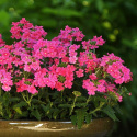 Werbena ogrodowa 'Quartz XP Pink' duża obfitość kwiatów do doniczek, skrzynek i rabat