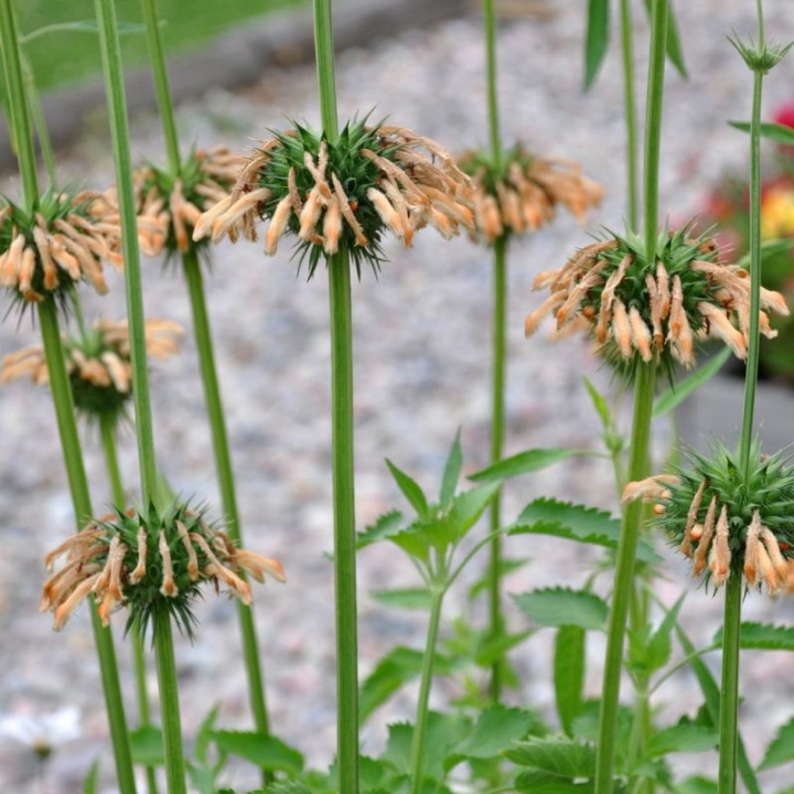 Sommarlejonöra Shrimp Cocktail, Imponująca roślina z wieńcami w jasnołososiowo-brzoskwiniowym kolorze