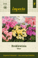 Broklewisia 'Elise', odcienie różu, łososia, pomarańczu, bieli i żółci