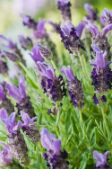 Lawenda bukietowa 'Bandera Purple', Niebieskie kwiatostany z jaśniejszymi purpurowo-fioletowymi skrzydełkami