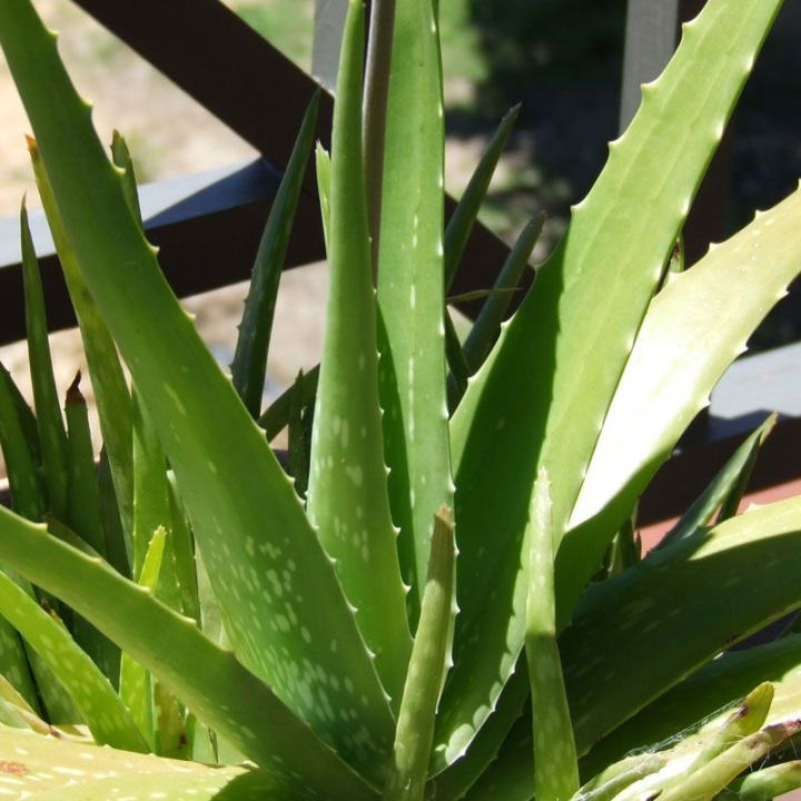 Aloes, Sukulent. Pionowe liście w gęstych rozecie. Liście mniej lub bardziej wzorzyste