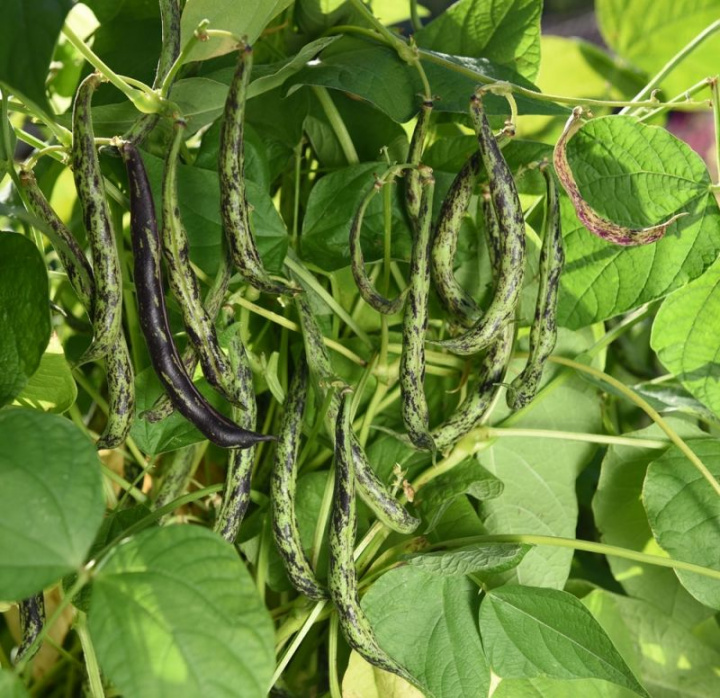 Fasolka szparagowa 'Anellino di Trento', Długie, smukłe, zielone strąki marmurkowane na fioletowo.