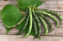 Fasolka szparagowa 'Anellino di Trento', Długie, smukłe, zielone strąki marmurkowane na fioletowo.