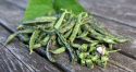 Fasolka szparagowa 'Anellino di Trento', Długie, smukłe, zielone strąki marmurkowane na fioletowo.