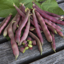 Fasola purpurowa 'Red Swan', czerwone, płaskie, lekko grubsze, strąki bez włókien.