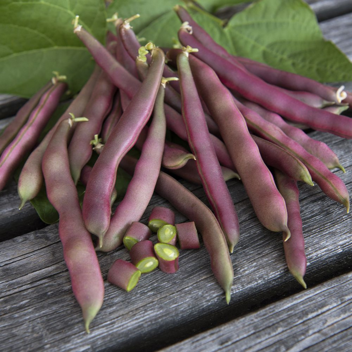Fasola purpurowa 'Red Swan', czerwone, płaskie, lekko grubsze, strąki bez włókien.