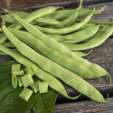 Fasolka szparagowa 'Nassau', jasnozielone około 16 cm długie, kruche strąki o delikatnym smaku fasoli.