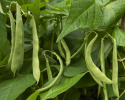 Fasolka szparagowa 'Nassau', jasnozielone około 16 cm długie, kruche strąki o delikatnym smaku fasoli.