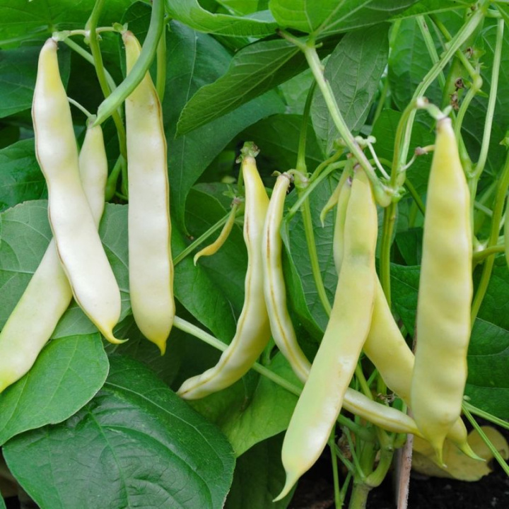 Fasolka szparagowa 'Serpedor', niska fasolka szparagowa z nieco krótszymi, szerszymi, złocistożółtymi strąkami.