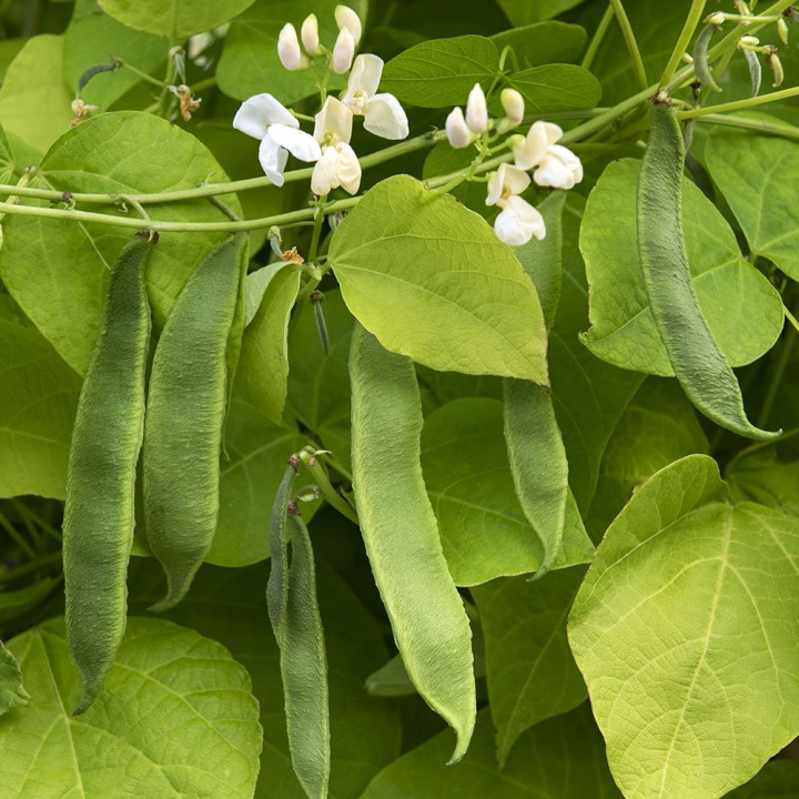 Fasola róża ''''Corona''''