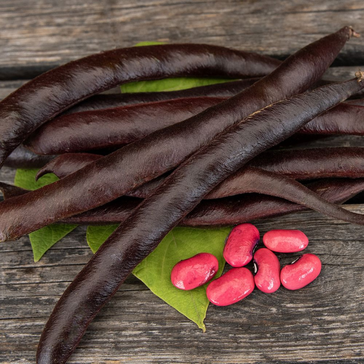 Fasola róża 'Black Knight', dekoracyjna i szybko rosnąca z karmazynowoczerwonymi kwiatami i purpurowo-czarnymi strąkami.