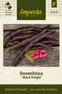 Fasola róża 'Black Knight', dekoracyjna i szybko rosnąca z karmazynowoczerwonymi kwiatami i purpurowo-czarnymi strąkami.