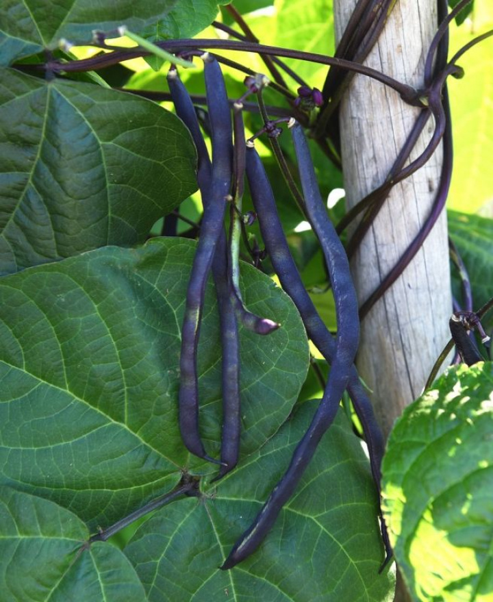 Störpurpurböna 'Blauhilde', Niebieska fasolka szparagowa o długich, delikatnych, smacznych strąkach.