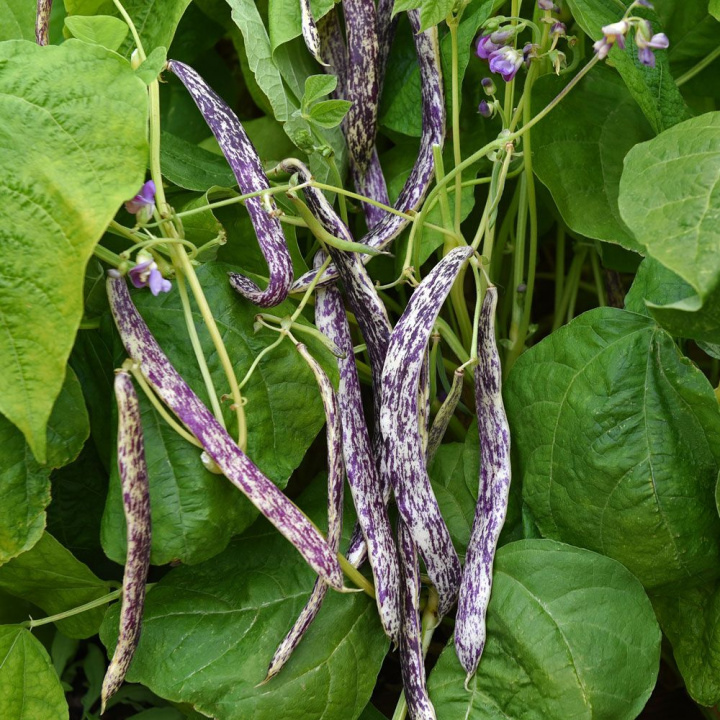 Fasola wielokwiatowa 'Meraviglia', Niska z długimi strąkami, kremowo-żółta z purpurowymi paskami