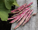 Fasola borlotti 'Tontoretto', czerwono marmurkowana z czerwono nakrapianymi, kremowobiały fasolami.