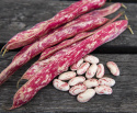 Fasola borlotti 'Tontoretto', czerwono marmurkowana z czerwono nakrapianymi, kremowobiały fasolami.
