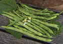Fasola wielkokawiorem 'Lazy Housewife' zielone długie smukłe jadalne fasolki