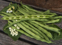Fasola wielkokawiorem 'Lazy Housewife' zielone długie smukłe jadalne fasolki