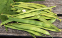 Fasola karłowa 'Canadian Wonder', strąki o długości około 15 cm, zielone, które można zbierać młode i używać jako fasolkę szparagową.