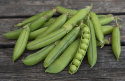 Fasolka szparagowa 'Champion of England' zielona, krępa, jadalna