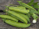 Fasolka szparagowa ''Lincoln'', zielone strąki z 8-10 okrągłymi, słodkimi groszkami w każdym.