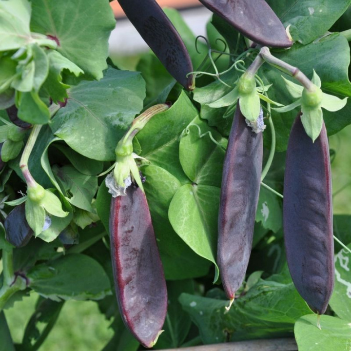 Groch cukrowy 'Shiraz', dwukolorowe kwiaty są następnie zastępowane purpurowymi strąkami.