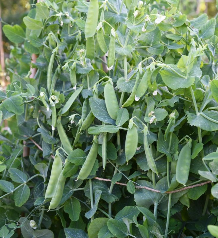 Groch cukrowy 'Sweet Horizon', całkowicie bezdrutowe, jasnozielone strąki o bardzo słodkim smaku.