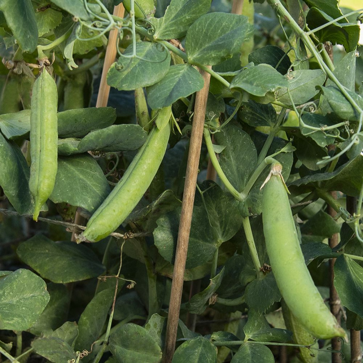 Märgärt ''Wonder van Amerika'', strąki długości decymetra z dużymi, słodkimi grochami.
