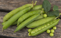 Märgärt ''Wonder van Amerika'', strąki długości decymetra z dużymi, słodkimi grochami.
