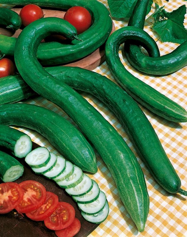 Ogórek wężowy 'Longo da China', ciemnozielone, chrupiące i lekko chropowate owoce.