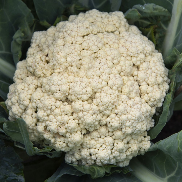 Kalafior ''Neckarperle'', Średnio wczesny z dobrze uformowanymi, białymi główkami o ładnej strukturze
