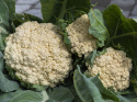 Kalafior ''Neckarperle'', Średnio wczesny z dobrze uformowanymi, białymi główkami o ładnej strukturze