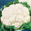 Kalafior 'All The Year Round', Średnio wczesny. Duże, zwarte, śnieżnobiałe główki