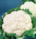 Kalafior 'All The Year Round', Średnio wczesny. Duże, zwarte, śnieżnobiałe główki